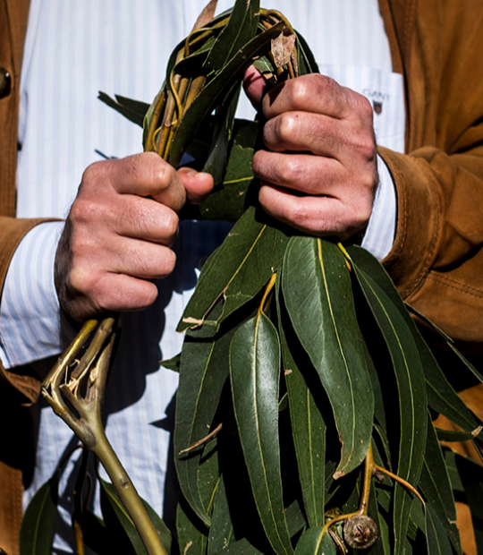 Eucalipto arrancado pelas mãos de quem vivia perto dele